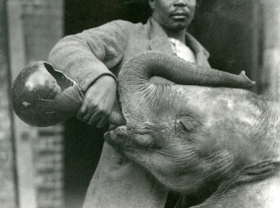 Young African Elephant Kiberenge being given a drink by Darisha while Syed Ali looks on in the background, London Zoo, September 1923 by Frederick William Bond